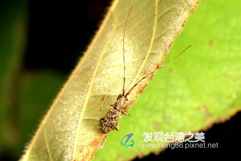 黃條麗紋矮天牛