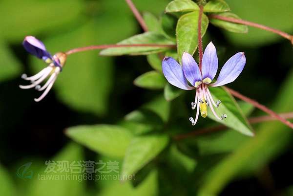 認識民間草藥植物 平伏莖白花菜 六角英 胡枝子紫花 金銀花 發現台灣之美 痞客邦