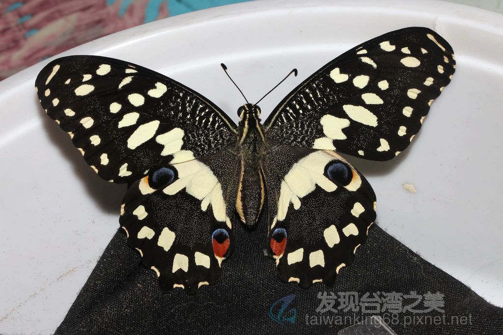 無尾鳳蝶的褪變過程 發現台灣之美 痞客邦 無尾鳳蝶的褪變過程 發現台灣之美 痞客邦