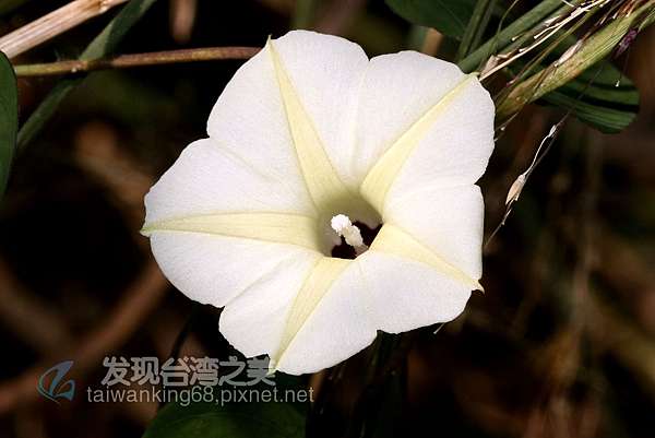 台灣常見的野牽牛 槭葉牽牛和碗仔花 發現台灣之美 痞客邦