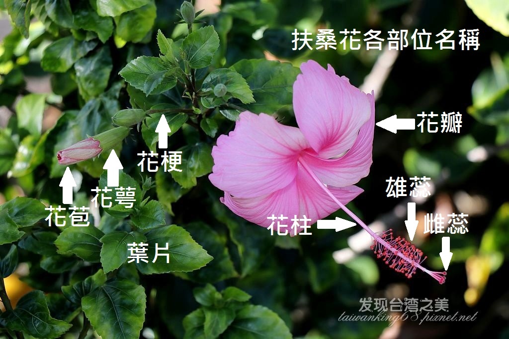 粉蝶與扶桑花