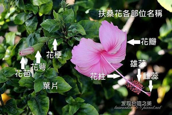 扶桑花 發現台灣之美 痞客邦