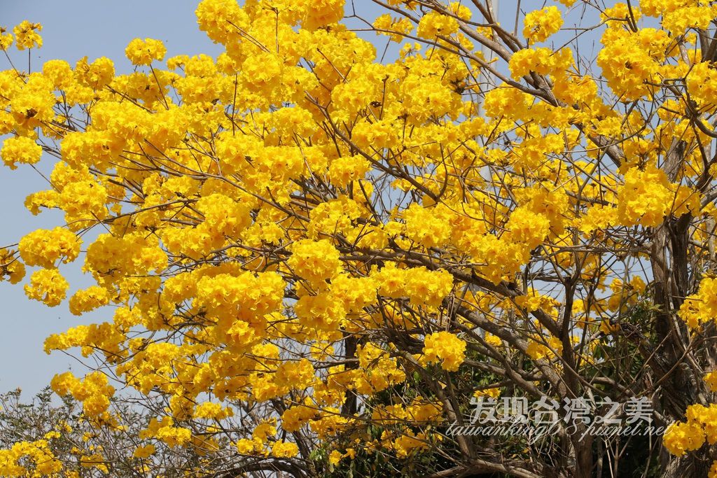 2020彰化芬園黃花風鈴木