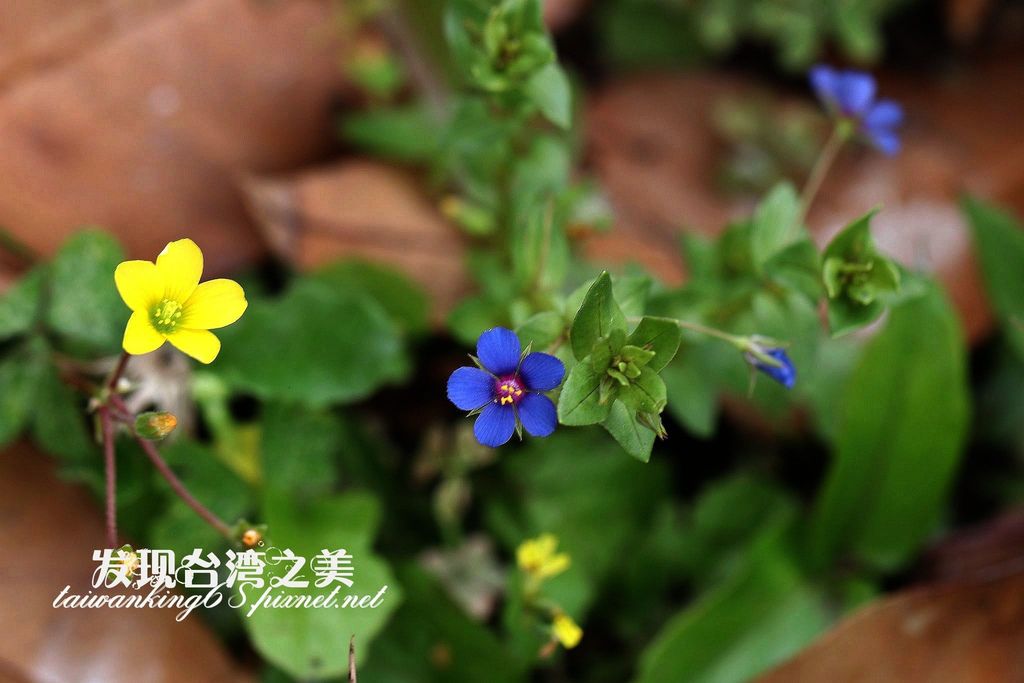 藍花琉璃繁縷 海綠 發現台灣之美 痞客邦