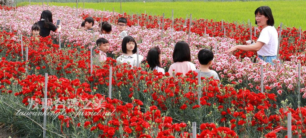 彰化田尾康乃馨花園