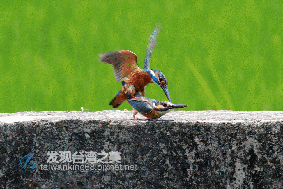 翠鳥交尾實況錄 發現台灣之美 痞客邦 翠鳥交尾實況錄 發現台灣之美 痞客邦