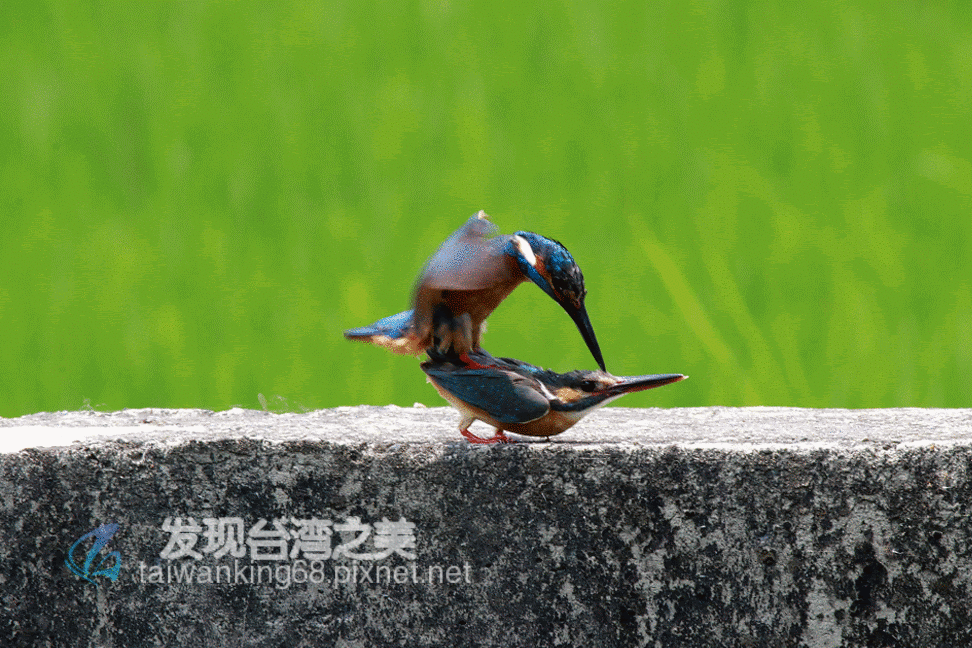 翠鳥交尾實況錄 發現台灣之美 痞客邦