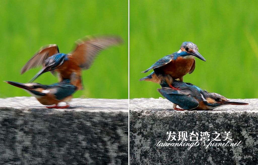 翠鳥交尾實況錄 發現台灣之美 痞客邦 翠鳥交尾實況錄 發現台灣之美 痞客邦