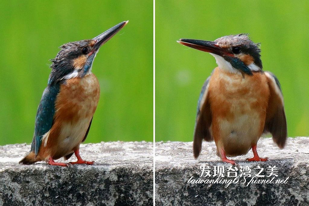 翠鳥交尾實況錄 發現台灣之美 痞客邦 翠鳥交尾實況錄 發現台灣之美 痞客邦