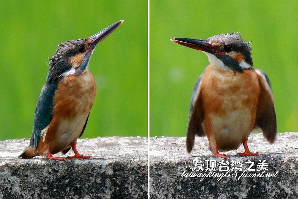 翠鳥交尾實況錄 發現台灣之美 痞客邦