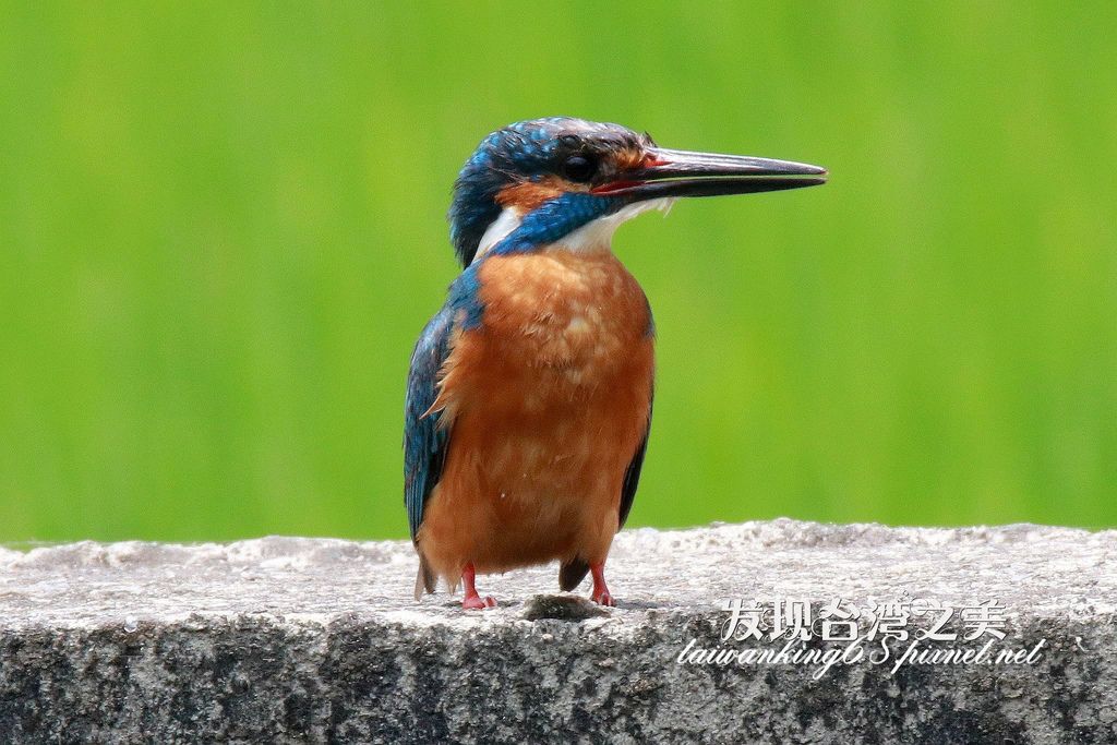 翠鳥交配