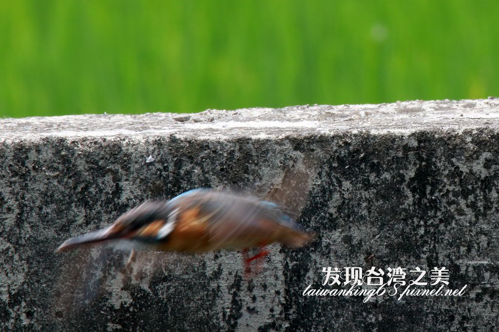 翠鳥交尾實況錄 發現台灣之美 痞客邦