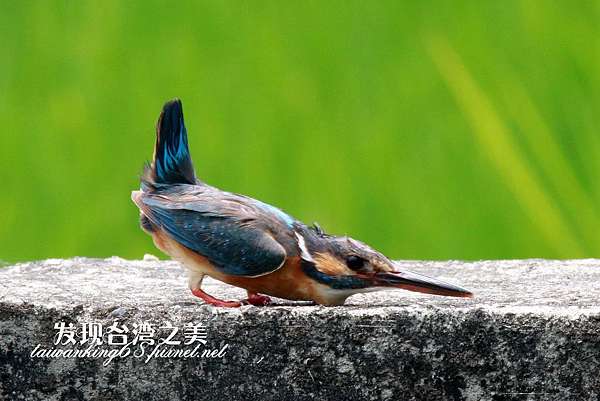 翠鳥交尾實況錄 發現台灣之美 痞客邦 翠鳥交尾實況錄 發現台灣之美 痞客邦