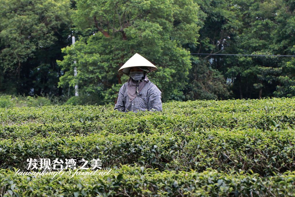 採茶姑娘