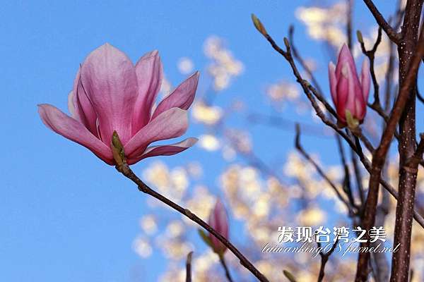辛夷花 發現台灣之美 痞客邦 辛夷花 發現台灣之美 痞客邦