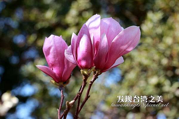 辛夷花 發現台灣之美 痞客邦 辛夷花 發現台灣之美 痞客邦