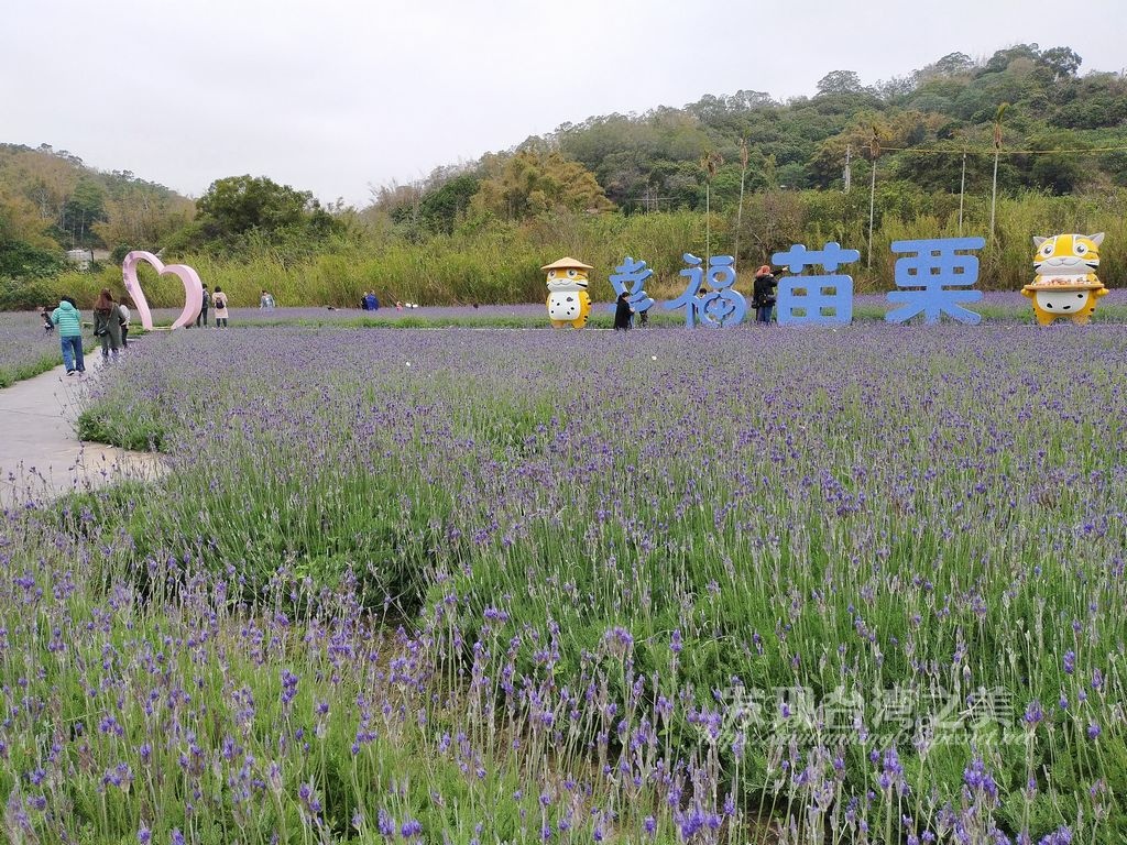 2021幸福苗栗薰衣草園