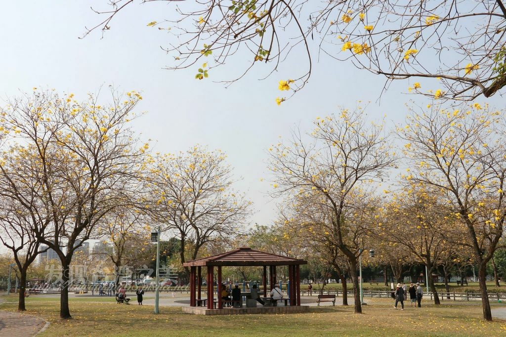 廍子公園黃花風鈴木