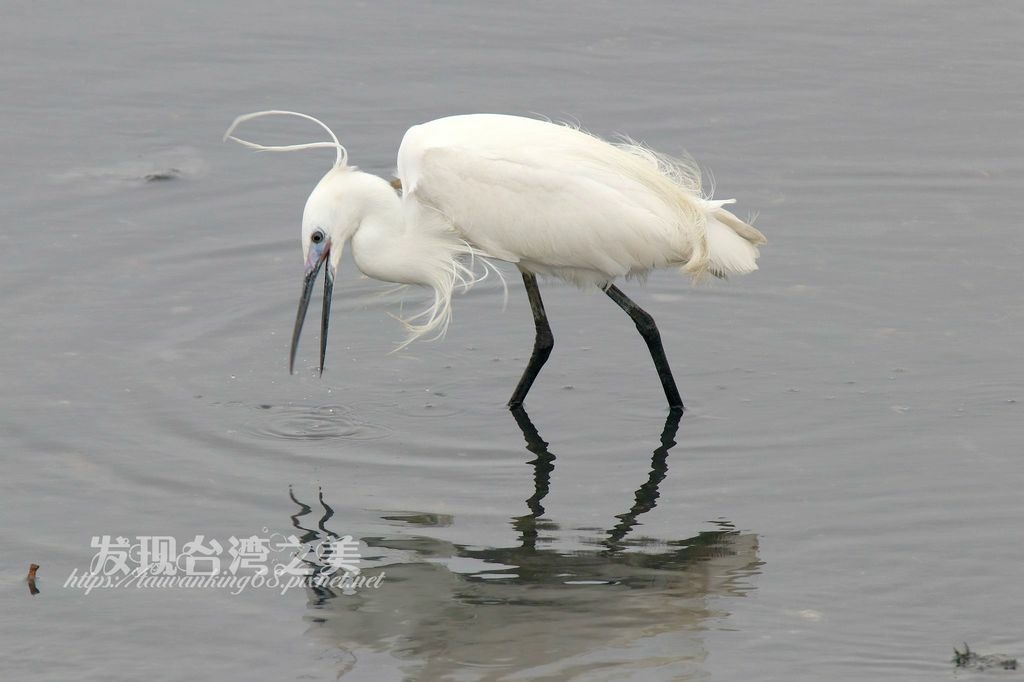 繁殖期的小白鷺