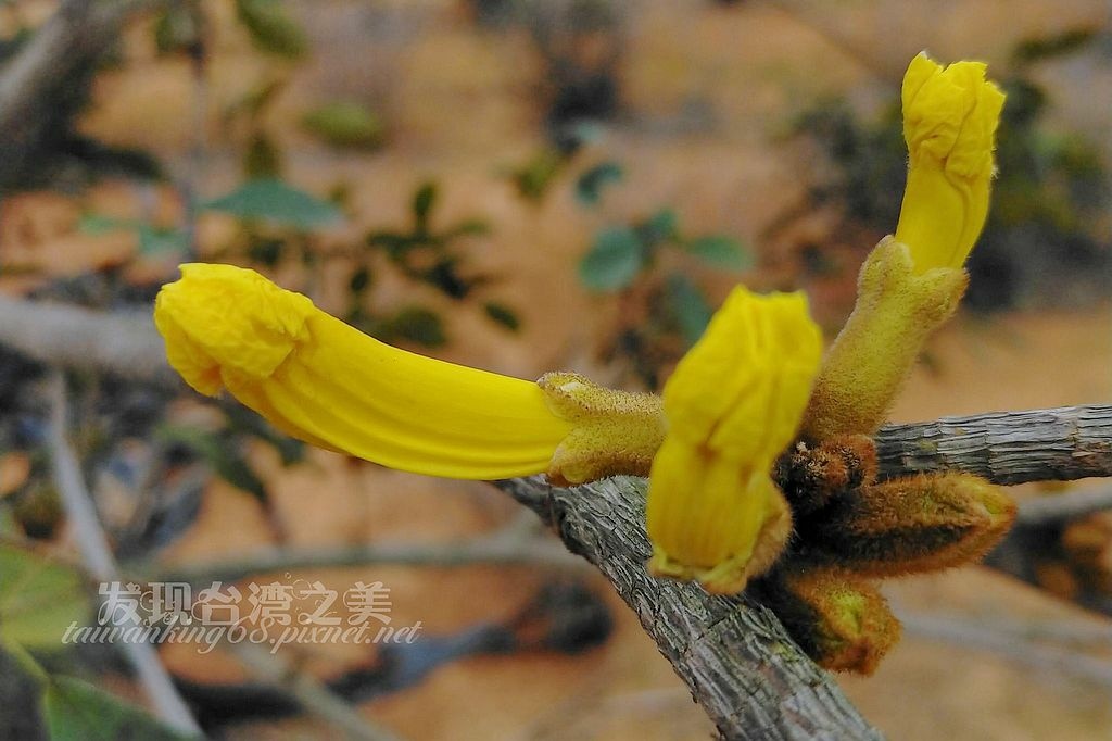 垂茉莉 發現台灣之美 痞客邦