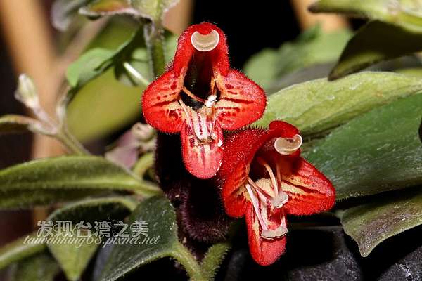 毛萼口紅花 發現台灣之美 痞客邦