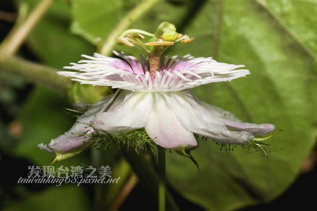 毛西番蓮 野百香果 發現台灣之美 痞客邦