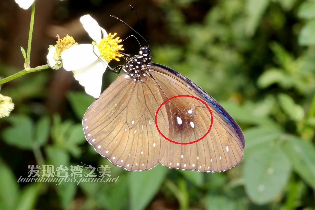 斯氏紫斑蝶