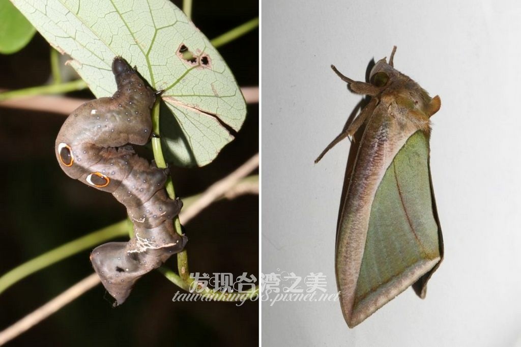 豔葉夜蛾 大自然的藝術傑作 發現台灣之美 痞客邦