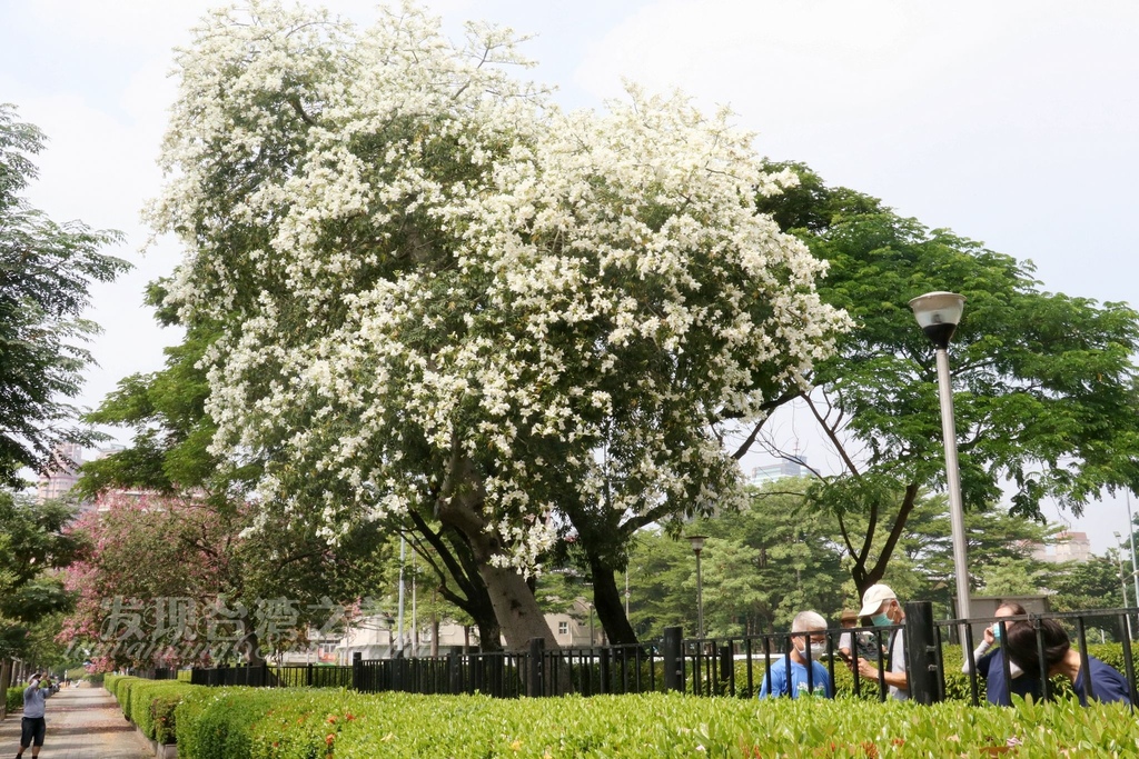 台中南區健康公園的白花美人樹