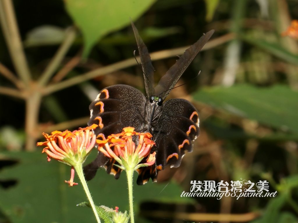 大琉璃紋鳳蝶