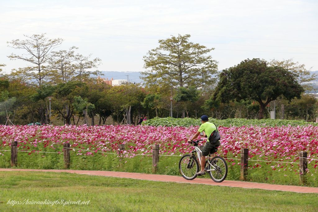 后里環保公園11/27波斯菊花海