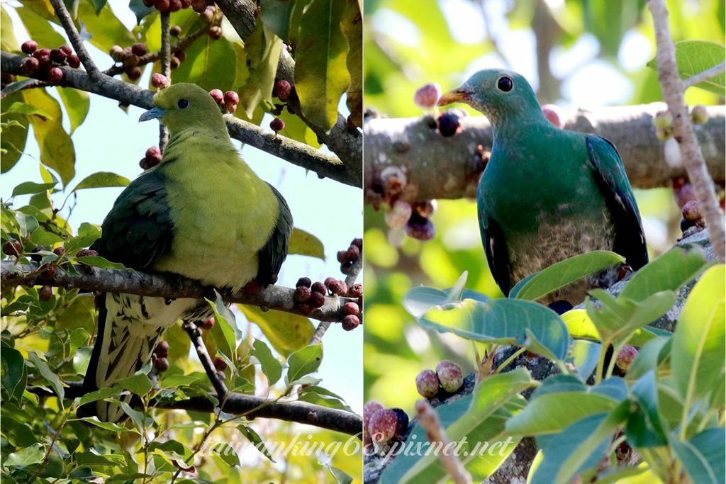 台中都會公園的綠鳩與小綠鳩