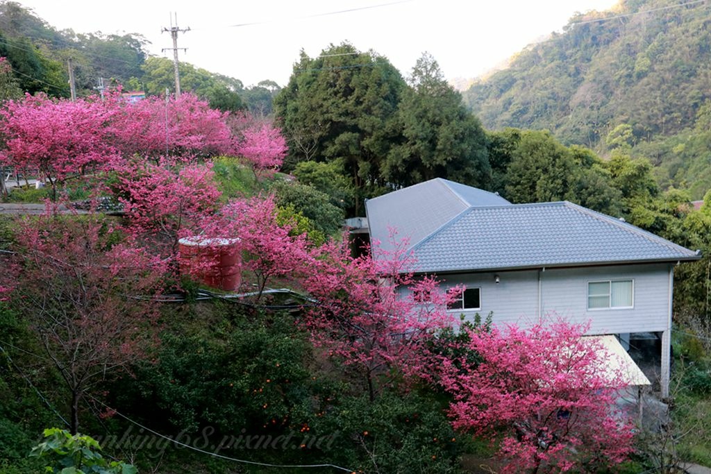 大雪山櫻花山莊