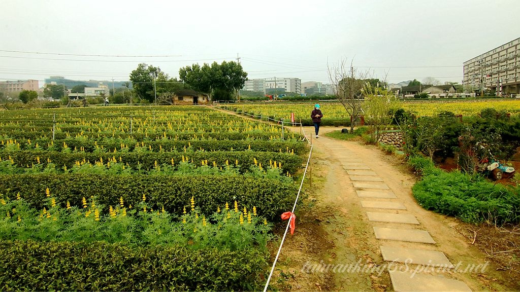 2022苗栗貓裏紅魯冰花