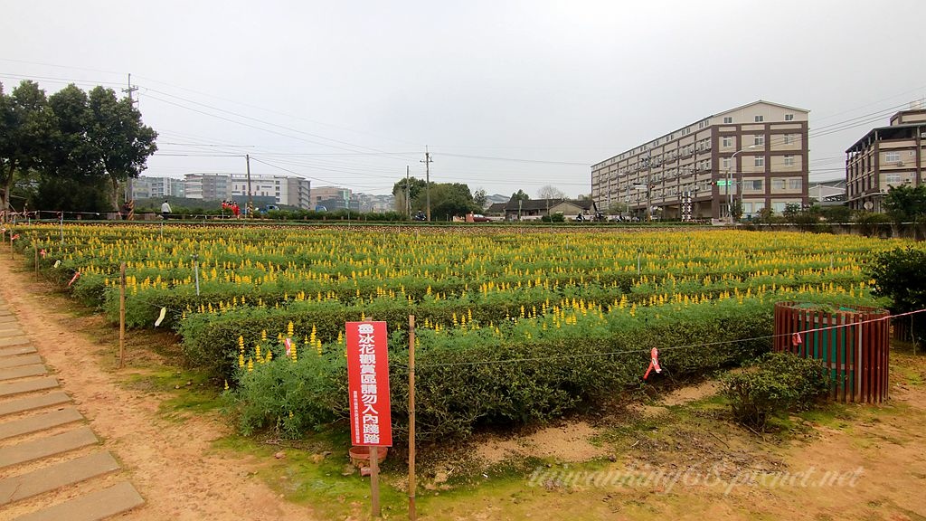 2022苗栗貓裏紅魯冰花