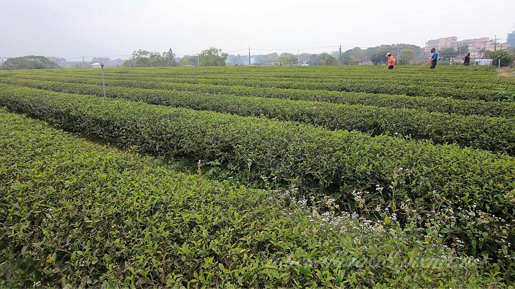 2022苗栗貓裏紅魯冰花