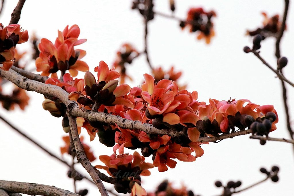 木棉花