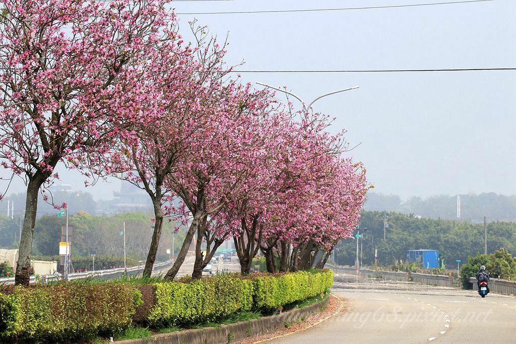 台中外埔三環路羊蹄甲大道