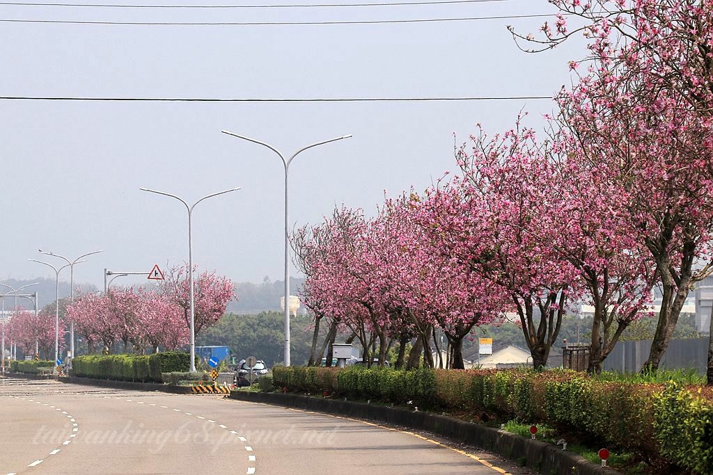 台中外埔三環路羊蹄甲大道