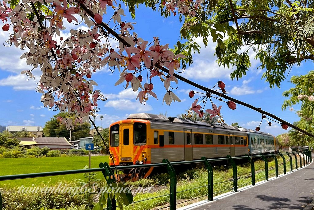 彰化二水花旗木