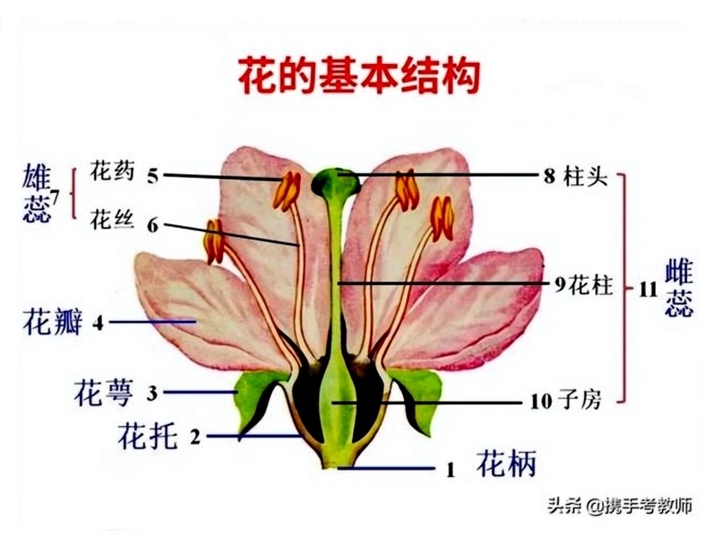 花的苞葉與花萼區別