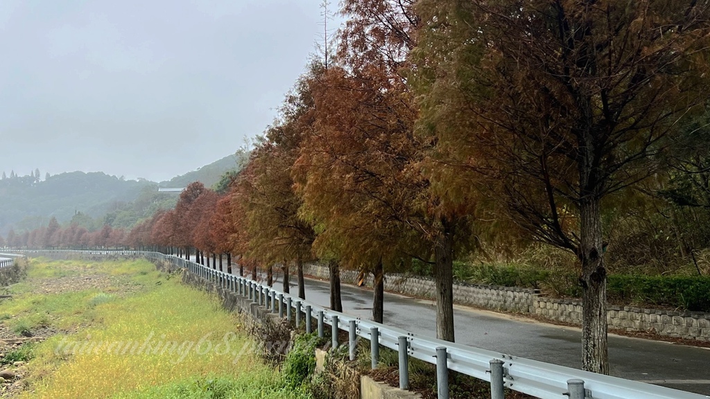 苗栗通宵城南里落羽松大道