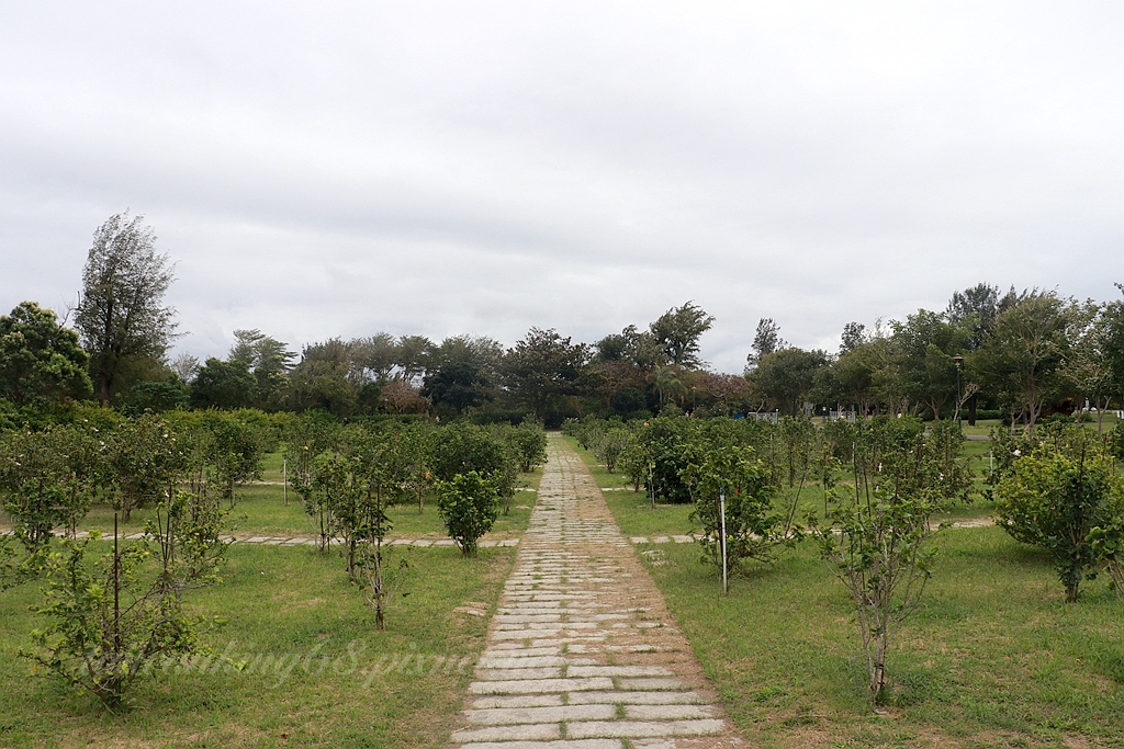 台東森林公園朱槿花