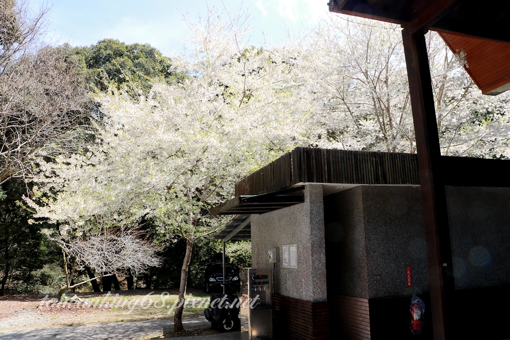 大雪山遊客中心霧社櫻