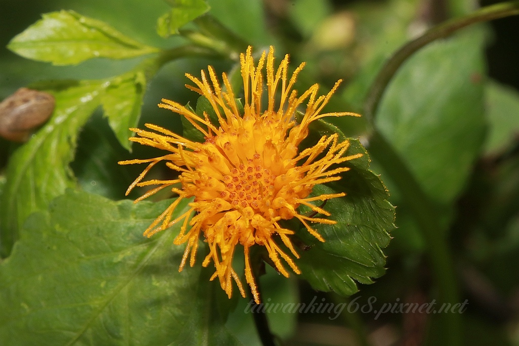 紅鳳菜花