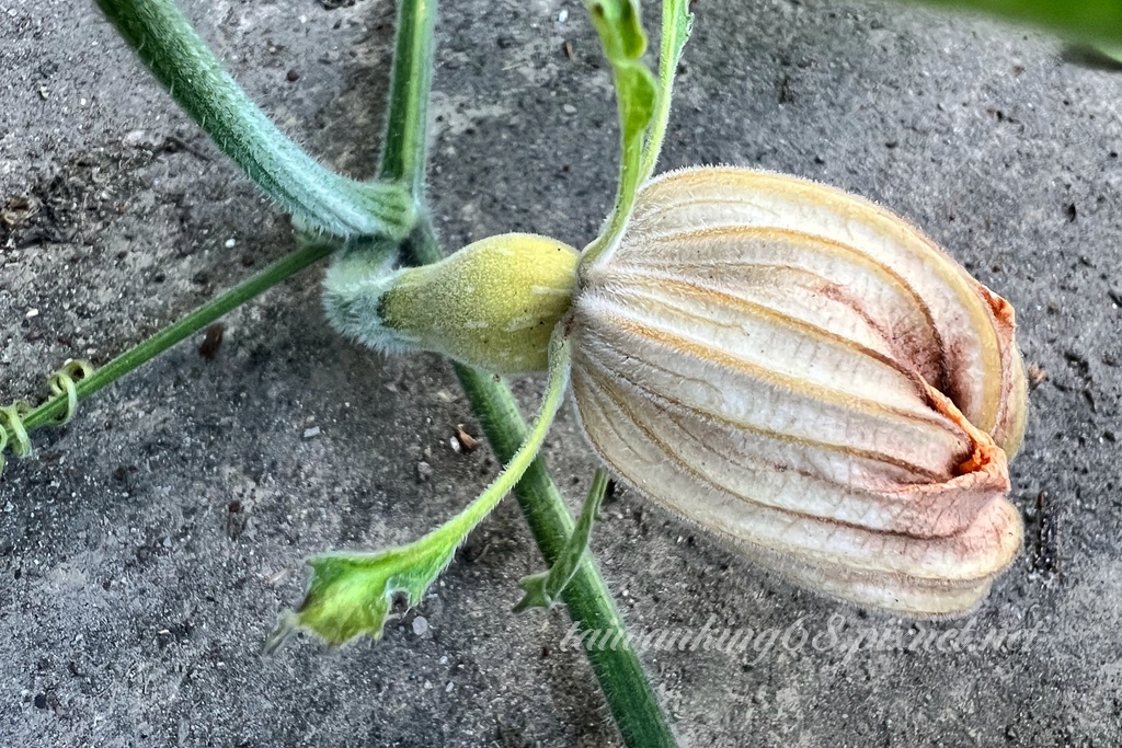 蜜蜂與螞蟻_傳播花粉