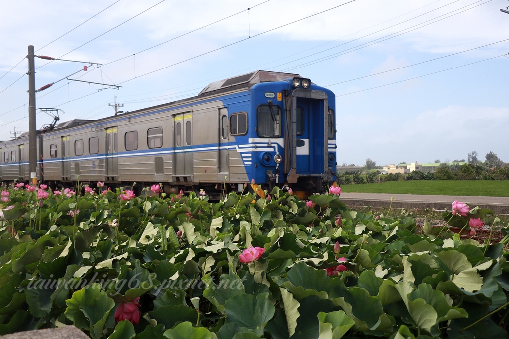 苑裡荷花火車