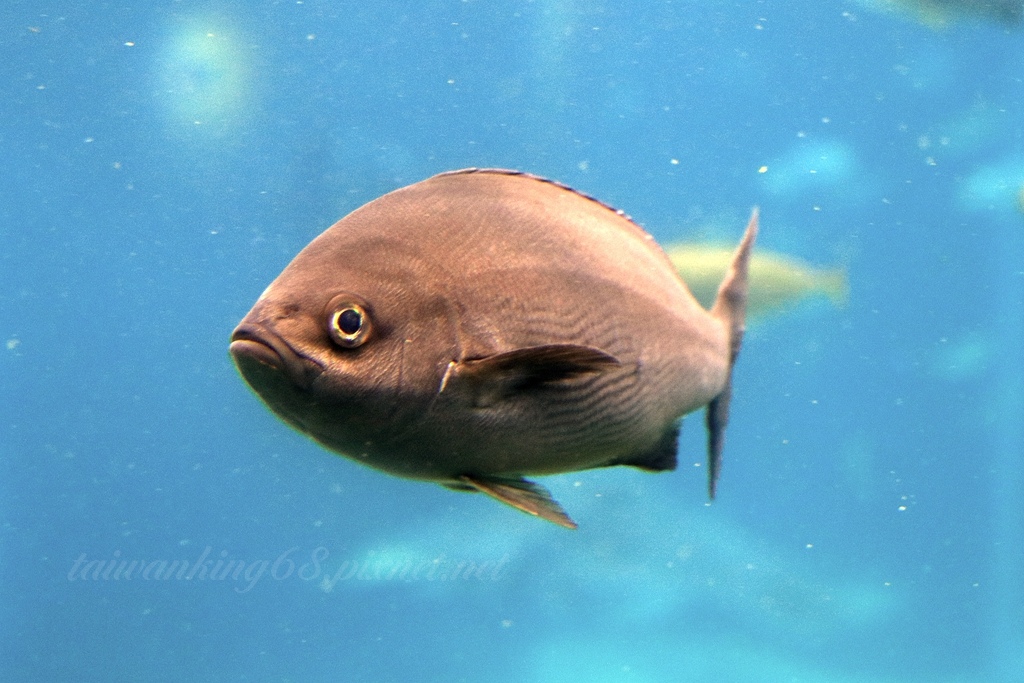 日本西海國立公園 99島遊船與西海珍珠水族館