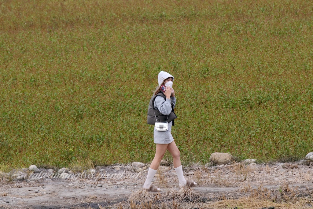 台中外埔忘憂谷油菜花海