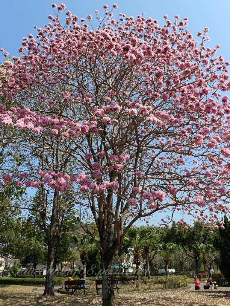 差強人意的台中廍子公園黃花風鈴木